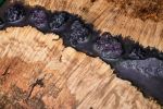 Epoxy Resin Art with Amethyst Crystals & Maple Burlwood | Wall Sculpture in Wall Hangings by Lumberlust Designs. Item composed of wood in coastal style