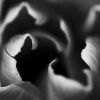 Tulip | Photography by Robert Bengtson / The Art of Detail Gallery. Item made of metal
