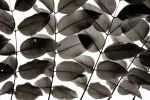 Branches and Leaves I | Limited Edition Print | Photography by Tal Paz-Fridman | Limited Edition Photography. Item made of paper compatible with country & farmhouse and coastal style