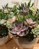 Fresh Succulent Arrangement | Floral Arrangements by Fleurina Designs
