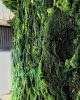 Moss Wall | Living Wall in Plants & Landscape by Emily Barton Design | Clad & Cloth Warehouse in Provo