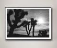 Joshua Tree No. 4 (Ltd Edition) | Photography by Daylight Dreams Editions. Item made of paper works with boho & contemporary style