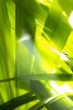 Sunkissed_3607  --  the life-giving energy of nature | Prints in Paintings by Petra Trimmel. Item made of canvas & paper