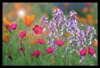Colors of Spring | Prints by Vanessa Thomas. Item composed of paper