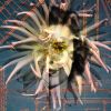 Medusa | Collage in Paintings by Stephen Sheffield Photography, Collage & Design