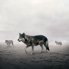 This Way Wolves | Photography by Alice Zilberberg. Item made of paper