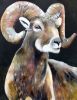 Big Horned Sheep & Wolf with Four Eyes | Oil And Acrylic Painting in Paintings by Natalie Jo Wright | Johnson Public House in Madison. Item made of canvas