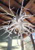 Tree of Life | Chandeliers by Neptune Glassworks. Item composed of wood & glass