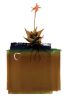 Tender Greens Paintings | Prints by clintonfriedman | Tender Greens in Newton. Item made of paper