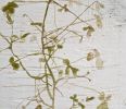 garden | Oil And Acrylic Painting in Paintings by Tania Love. Item composed of wood and synthetic