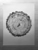 Denver Colorado Douglas Fir | Prints by Erik Linton. Item composed of paper