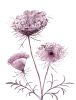 Queen Anne's Lace No. 19 : Original Watercolor Painting | Paintings by Elizabeth Becker. Item composed of paper compatible with boho and minimalism style