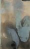 "The look of something" | Mixed Media by Maggie Macdonald | Grand Bohemian Lodge Greenville, Autograph Collection in Greenville. Item in contemporary or coastal style