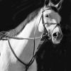 White Horse 2 | Oil And Acrylic Painting in Paintings by Irena Orlov. Item composed of canvas & synthetic