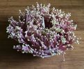 Untitled Plant 01 | Sculptures by Renee's Ceramics
