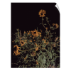 THE SUSANS (9"x12" - 36"x48") | Fine Art Print | Photography by Jess Ansik. Item made of paper works with contemporary & country & farmhouse style