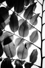 Branches and Leaves II | Limited Edition Print | Photography by Tal Paz-Fridman | Limited Edition Photography. Item made of paper compatible with minimalism and country & farmhouse style