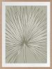 Nobilis Palm - 1 & 2 & 3 - Grey Green - Framed Art | Prints by Patricia Braune. Item composed of paper