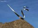 Desert Wind | Public Sculptures by Marko Kratohvil | Desert Crossing Shopping Center in Palm Desert. Item composed of steel
