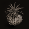 Ethereal Bloom | Photography by Tal Shpantzer | Talfoto Studio. Item compatible with minimalism and contemporary style