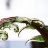Fiddlehead Remembrance | Public Sculptures by Chris Nordin Studios | St. Joseph Mercy Ann Arbor in Ypsilanti