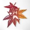 Large-scale Botanical on-edge paper art | Wall Sculpture in Wall Hangings by JUDiTH+ROLFE. Item made of paper compatible with contemporary and modern style