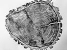 Douglass fir from Uinta Mountains in Utah. | Prints by Erik Linton. Item made of paper