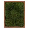 100% Live Moss Wall Art in Brown | Living Wall in Plants & Landscape by Moss Pure. Item composed of wood compatible with contemporary and industrial style