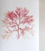 Pressed Seaweed, Single 93. A6. | Pressing in Art & Wall Decor by Jasmine Linington. Item composed of paper