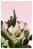 Prickly Pear Cactus on Pink | Photography by Capricorn Press. Item composed of paper