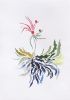 Flora II | Prints by Ruth Le Roux. Item made of paper