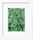 Grow Organically | Photography by KNOF design. Item in contemporary style