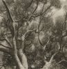Lerici 254 - Polaroid Tree Canopy Landscape Photograph,Ed.10 | Photography by Ugne Pouwell. Item made of paper works with mediterranean style