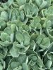 Grow Organically | Photography by KNOF design. Item in contemporary style