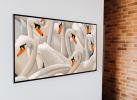 Bevy of Swans | Oil And Acrylic Painting in Paintings by Michelle Keib Art. Item in contemporary or country & farmhouse style