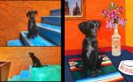 Commissioned Pet Portrait: Your pet photos turned to art | Digital Art in Art & Wall Decor by Ri Anderson. Item composed of paper