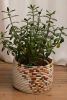 Guacamaya Tabletop Woven Basket | Storage Basket in Storage by Zuahaza by Tatiana. Item made of fiber works with boho & eclectic & maximalism style