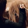 Wooly Bully | Paintings by Marilyn Landers
