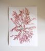 Pressed Seaweed, Single 107. A5. | Pressing in Art & Wall Decor by Jasmine Linington. Item composed of paper