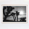 Joshua Tree No. 4 (Ltd Edition) | Photography by Daylight Dreams Editions. Item made of paper works with boho & contemporary style