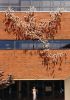 Effervescence | Public Sculptures by Dave Caudill | University of Louisville in Louisville. Item made of steel