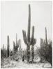 Vintage Tucson Saguaro Cactus | Photography by Capricorn Press. Item made of paper works with boho & southwestern style