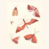Moth Study | Prints by Elana Gabrielle. Item made of paper