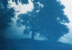 Sunrise Oak (18 x 24 inch hand-printed cyanotype) | Photography by Christine So. Item composed of cotton & paper compatible with rustic and traditional style