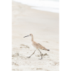 Photograph • Sandpiper, Shorebirds, Ocean, Nautical | Photography by Honeycomb. Item made of metal with paper works with coastal style