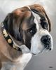 Custom Dog Portrait Paintings in Oil | Oil And Acrylic Painting in Paintings by Paws By Zann Pet Portraits. Item composed of canvas