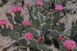 IN BLOOM | Southwest Wall Art | Yant Flat, UT | Photography by Jess Ansik. Item composed of paper in boho or minimalism style