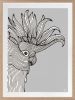 Major Mitchell - Mike & Max - Grey - Framed Art | Prints by Patricia Braune. Item composed of paper