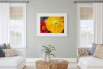 Iceland Poppy | Photography by Daniel
