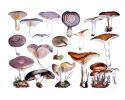 Victorian Mushroom Specimen Print in Lavender | Prints by Capricorn Press | Los Angeles in Los Angeles. Item made of paper